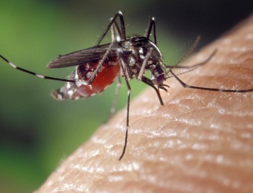 Widespread EEEV-Positive Mosquitoes Across Northeast CT