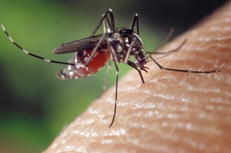 NDDH Warns Of Mosquito Transmitted Illness Northeast District 